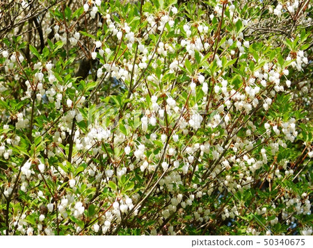 Dodantsuji that blooms in Eiso Park Dodantsuji that blooms in Eiso Park 50340675
