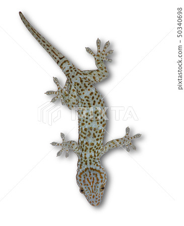 Gecko on a separate white background. Gecko on a separate white background. 50340698
