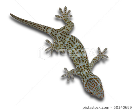 Gecko on a separate white background Gecko on a separate white background 50340699