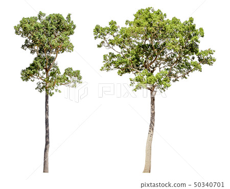 Collection of isolated trees on a white Collection of isolated trees on a white 50340701
