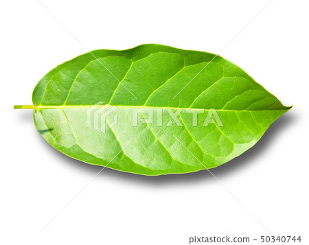 Leaves on a separate white background. Leaves on a separate white background. 50340744