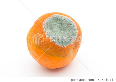 Penicillium Italicam infected with Mandarin oranges Blue mold Blue mold Blue mold Orange 50341041