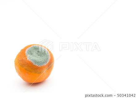 Penicillium Italicam infected with Mandarin oranges Blue mold Blue mold Blue mold Orange 50341042