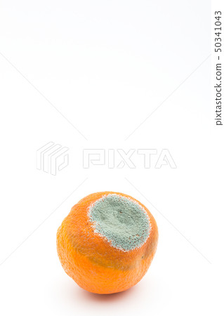Penicillium Italicam infected with Mandarin oranges Blue mold Blue mold Blue mold Orange 50341043
