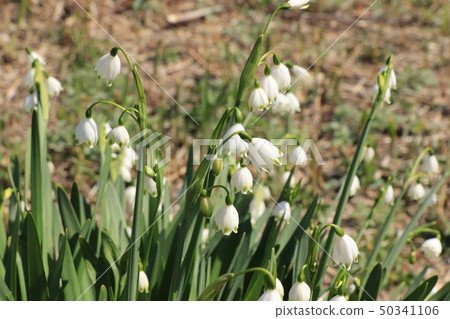 茨城縣古河將軍公園（雪花）在春天 50341106