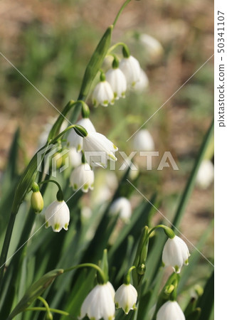 茨城縣古河將軍公園（雪花）在春天 50341107