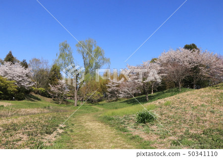 茨城縣古河崇光公園（佐倉）春天 50341110