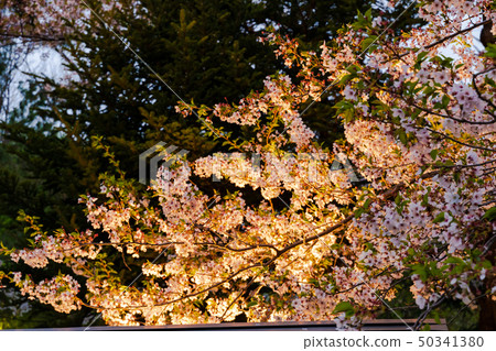 Cherry blossoms of Hirosaki Castle Cherry blossoms of Hirosaki Castle 50341380