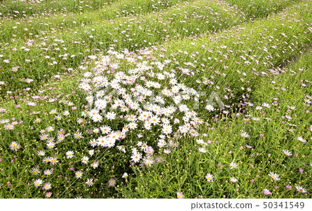  Flower garden 50341549