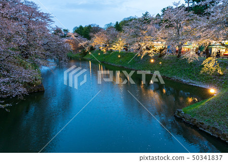 A scene from Hirosaki Castle cherry blossoms Ohashi Bridge light up 50341837