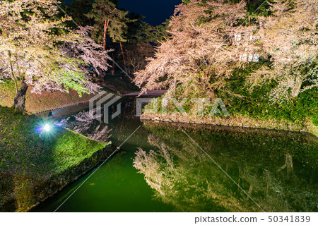 A scene from Hirosaki Castle cherry blossoms Ohashi Bridge light up 50341839