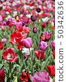 Tulip 50342636