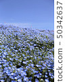 Nemophila 50342637