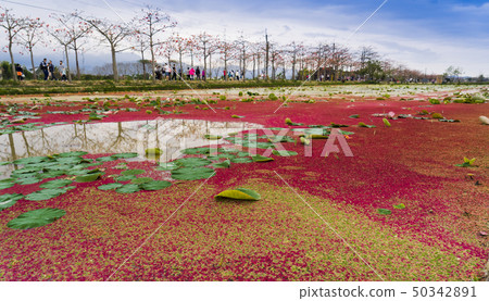欣賞台灣最美的林初埤木棉花季 50342891
