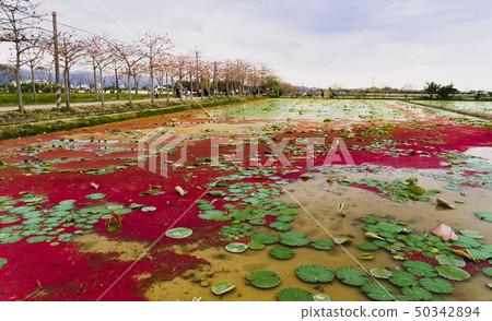 欣賞台灣最美的林初埤木棉花季 欣賞台灣最美的林初埤木棉花季 50342894