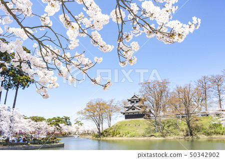 Cherry blossoms at Takada Park 50342902