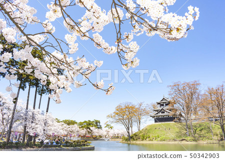 Cherry blossoms at Takada Park Cherry blossoms at Takada Park 50342903
