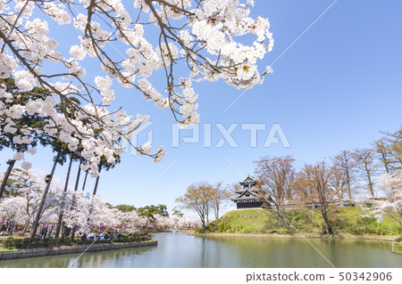 Cherry blossoms at Takada Park 50342906