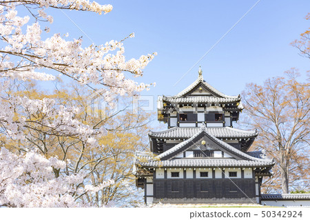 高田公園的櫻花 50342924