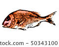  Red snapper 50343100