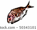  Red snapper 50343101