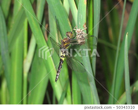 Kosia Kitonbo的出現 50343310