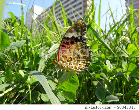 爪爪的女性 爪爪的女性 50343313