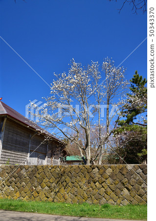在日本北海道Tobetsu的特拉普派男孩修道院拍攝工作小屋和春天樹木的景觀照片 50343370