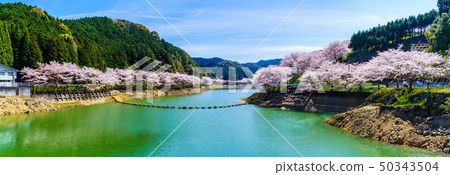 Cherry blossom panorama of Nairagi Dam [Saga Prefecture Takeo City] 50343504