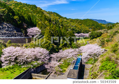 佐賀縣Niwagi Dam Takeo City的櫻花 佐賀縣Niwagi Dam Takeo City的櫻花 50343509