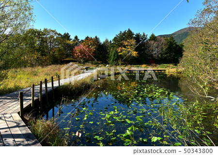 Autumn Hakone wet flower garden 50343800