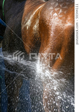 Bathing horse close up. Bathing horse close up. 50344111