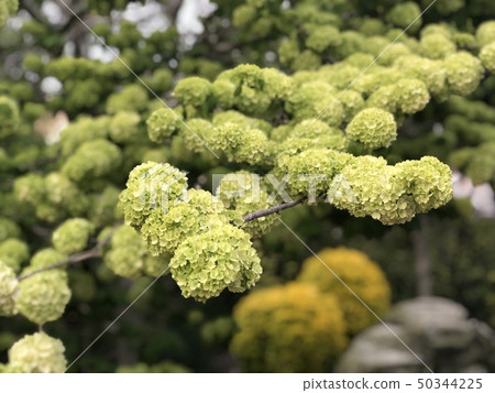 日本雪球 日本雪球 50344225