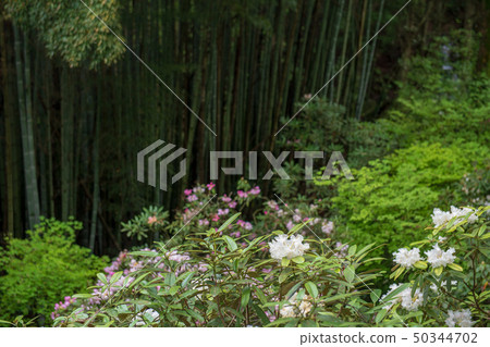 花 花 50344702
