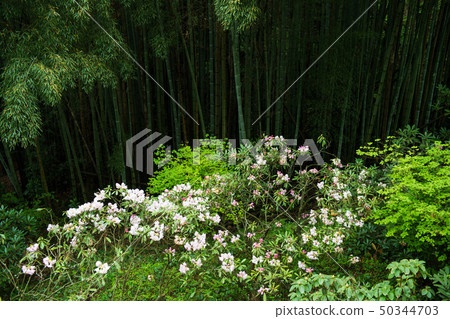 花 花 50344703