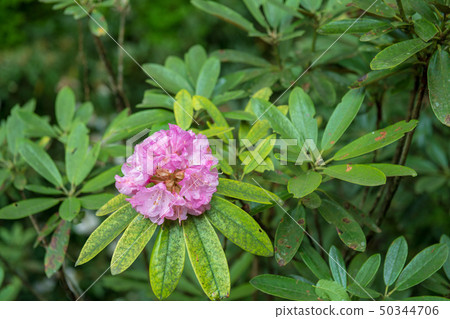 花 花 50344706