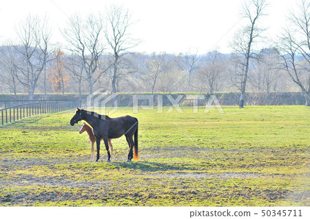 Thoroughbred parent and child 50345711