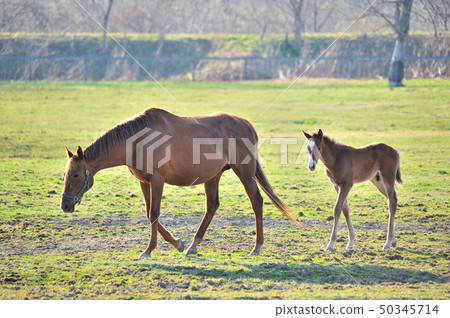 Thoroughbred parent and child Thoroughbred parent and child 50345714