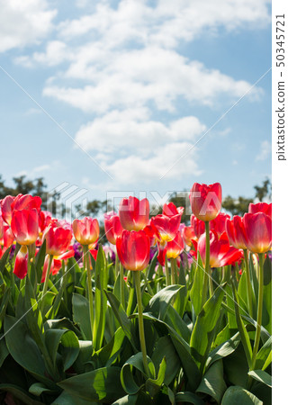 The red tulip flowers in Tesselaar tulip festival. 50345721