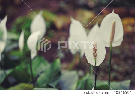 Blooming white flowers on blurred green background Blooming white flowers on blurred green background 50346594