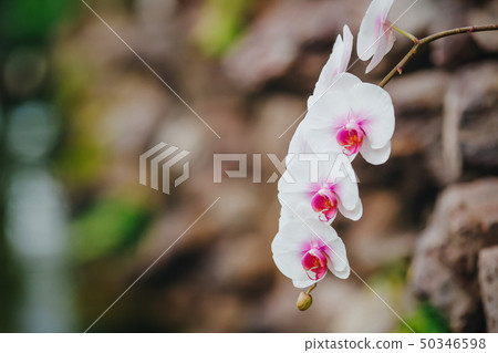 Blooming white orchid flowers on blurred Blooming white orchid flowers on blurred 50346598