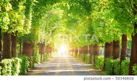 Beautiful park around Schonbrunn palace in Vienna, Austria 50346608