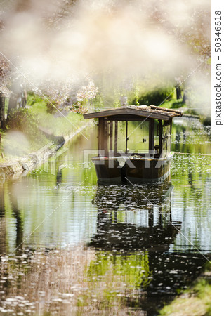 Ten stone ships and cherry blossoms Ten stone ships and cherry blossoms 50346818