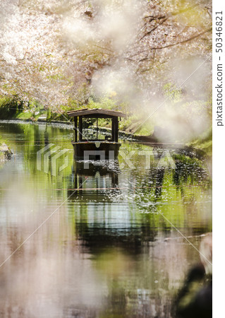 Ten stone ships and cherry blossoms Ten stone ships and cherry blossoms 50346821