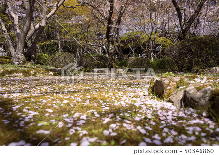 Cherry blossoms at Katsujoji 50346860