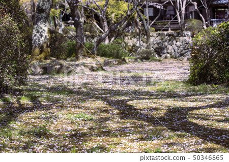 Cherry blossoms at Katsujoji Cherry blossoms at Katsujoji 50346865