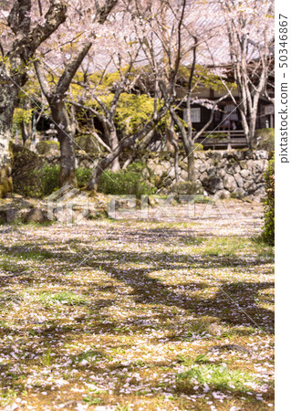 Cherry blossoms at Katsujoji Cherry blossoms at Katsujoji 50346867