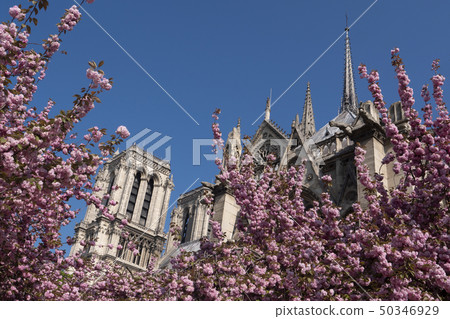 Colorful cherry blossom tree and Notre Dame Cathedral Paris Colorful cherry blossom tree and Notre Dame Cathedral Paris 50346929