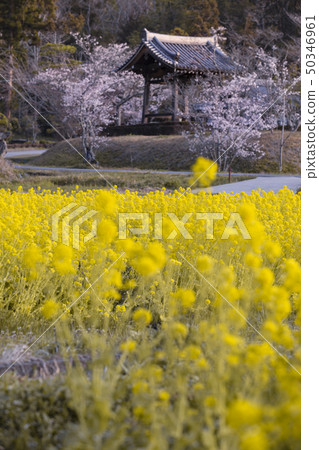 Rape flowers and cherry blossoms at Omido Kannonji Temple Rape flowers and cherry blossoms at Omido Kannonji Temple 50346961