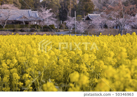 Rape flowers and cherry blossoms at Omido Kannonji Temple 50346963